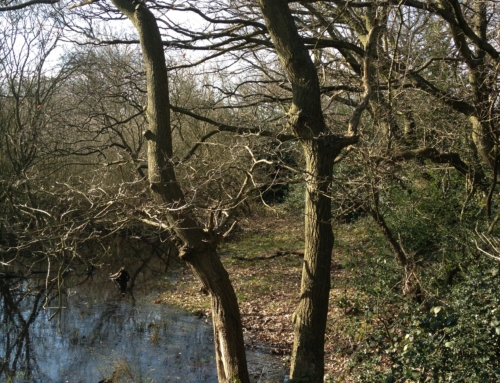 Snaresbrook in Spring