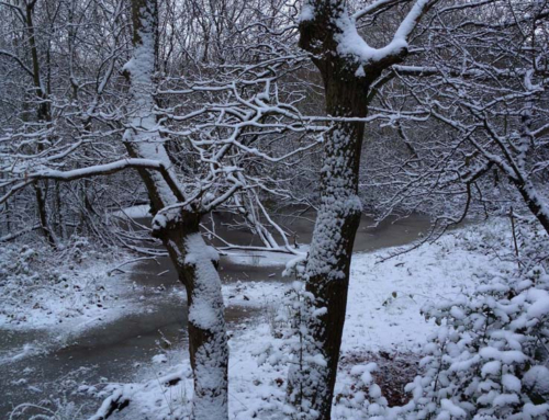 Snaresbrook in Winter